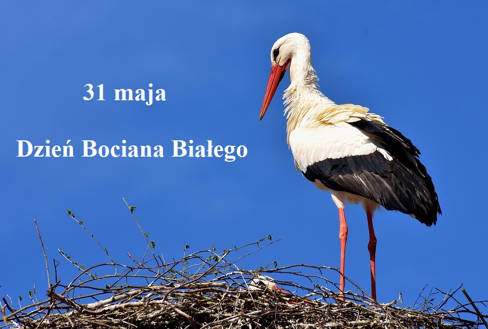 DZIEŃ BOCIANA